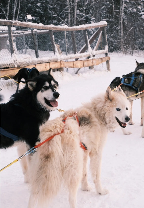 狗拉雪橇車